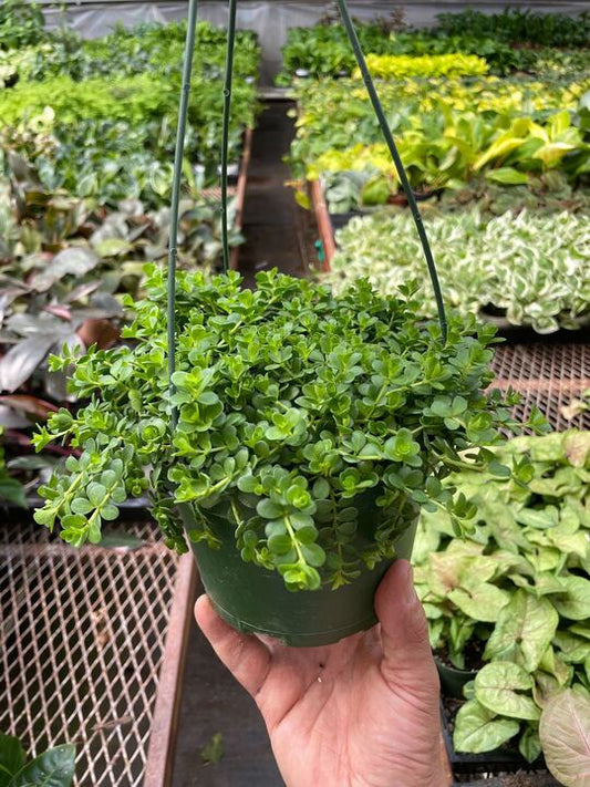 Peperomia 'Deppeana' Indoor Plant - Mental Houseplants™