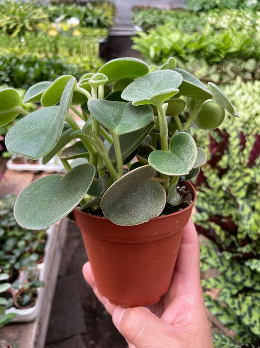 Peperomia 'Felted' Indoor Plant - Mental Houseplants™