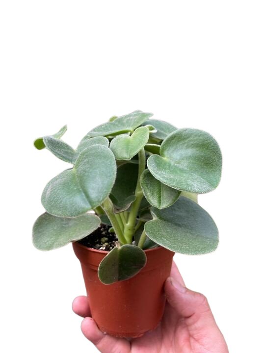 Peperomia 'Felted' Indoor Plant - Mental Houseplants™