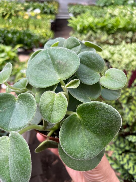 Peperomia 'Felted' Indoor Plant - Mental Houseplants™