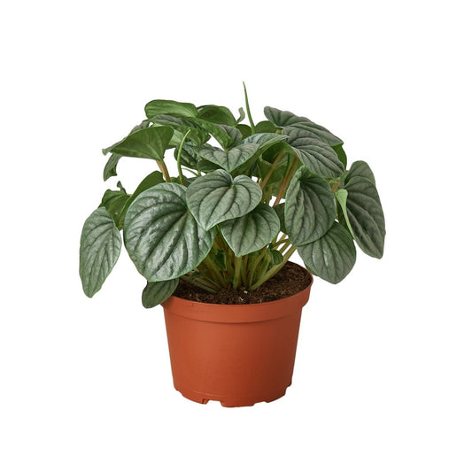 Peperomia 'Frost' Indoor Plant - Mental Houseplants™