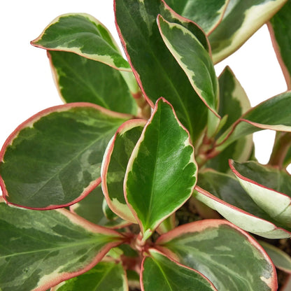 Peperomia 'Ginny' Indoor Plant - Mental Houseplants™