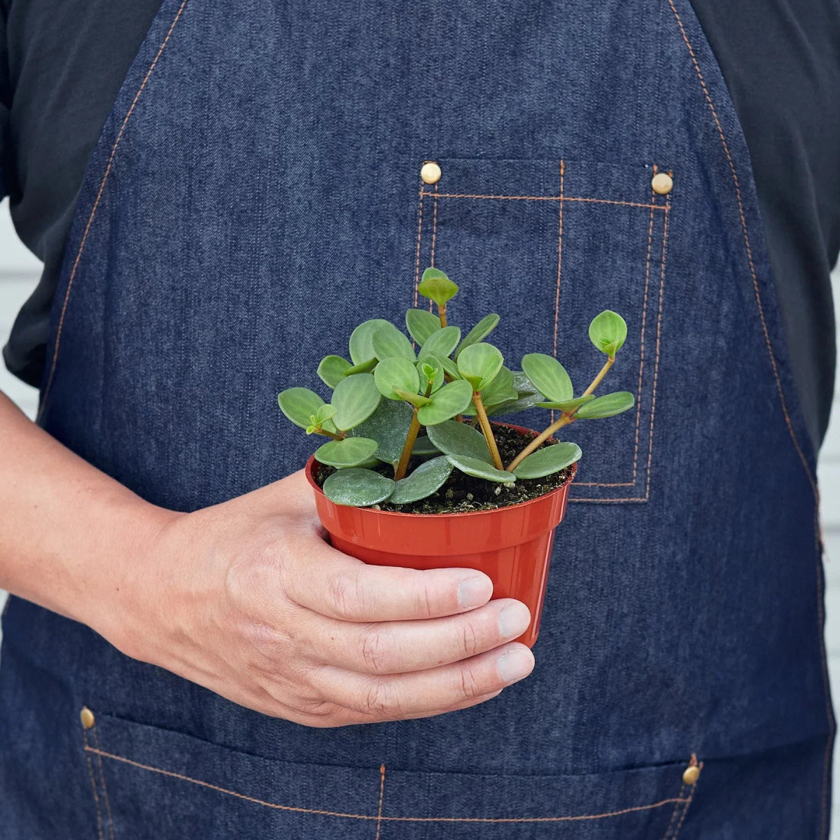 Peperomia 'Hope' Indoor Plant - Mental Houseplants™