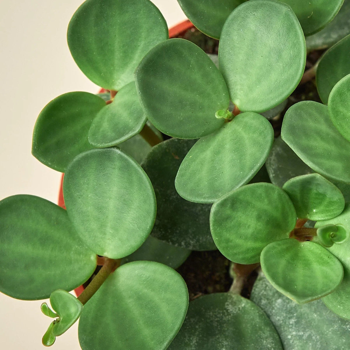 Peperomia 'Hope' Indoor Plant - Mental Houseplants™