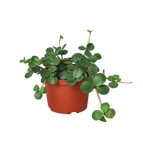 Peperomia 'Hope' Indoor Plant - Mental Houseplants™