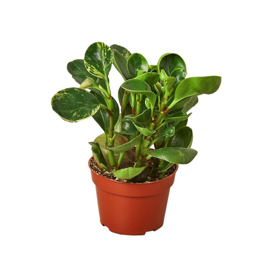 Peperomia 'Marble' Indoor Plant - Mental Houseplants™