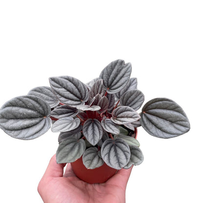 Peperomia 'Mendoza' Indoor Plant - Mental Houseplants™