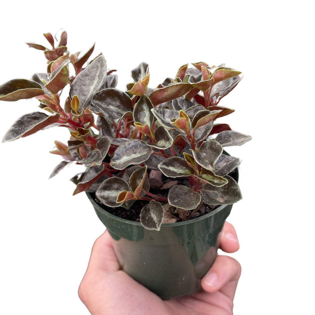 Peperomia 'Metallica' Indoor Plant - Mental Houseplants™