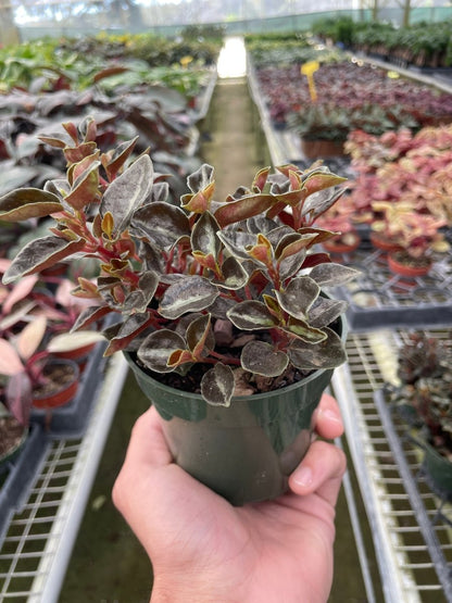 Peperomia 'Metallica' Indoor Plant - Mental Houseplants™