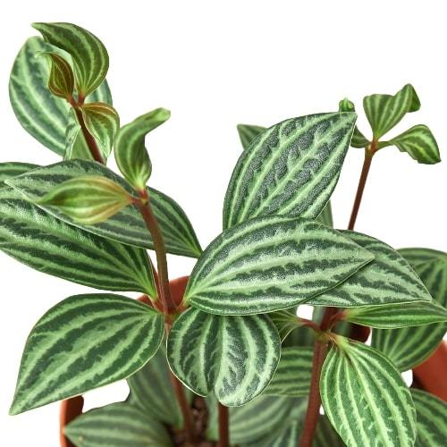 Peperomia 'Parallel' Indoor Plant - Mental Houseplants™