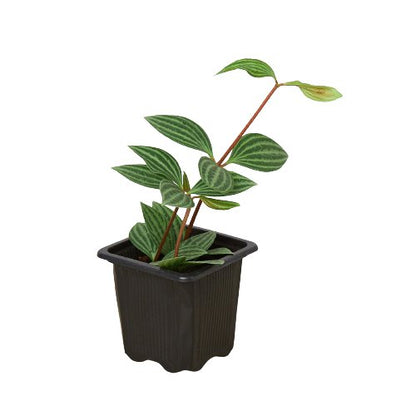 Peperomia 'Parallel' Indoor Plant - Mental Houseplants™