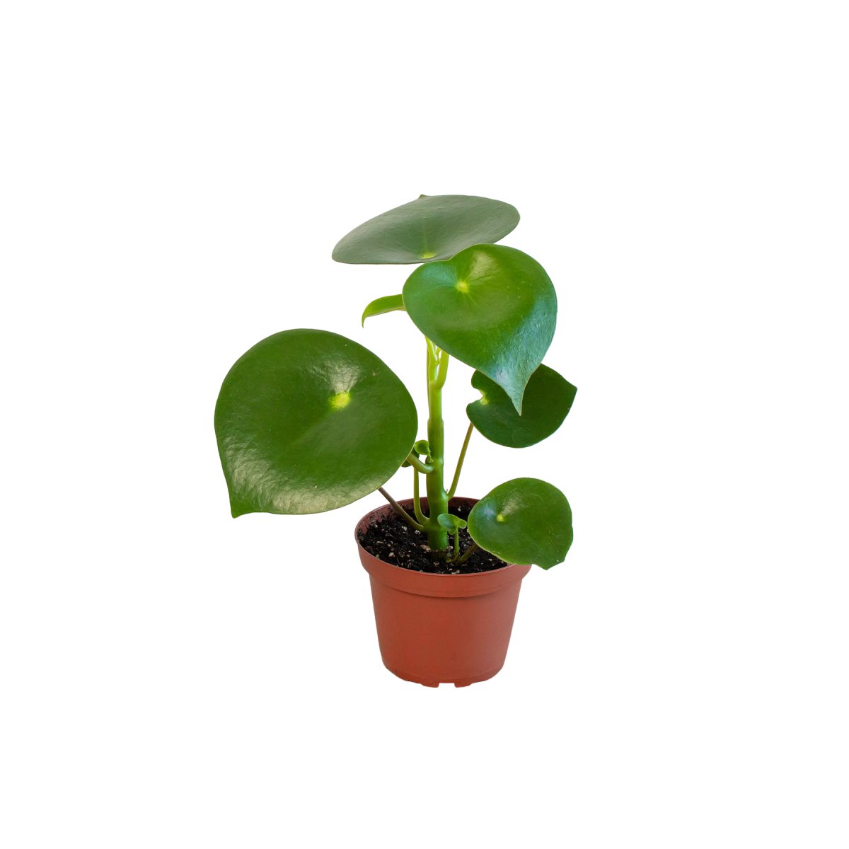 Peperomia 'Raindrop' Indoor Plant - Mental Houseplants™