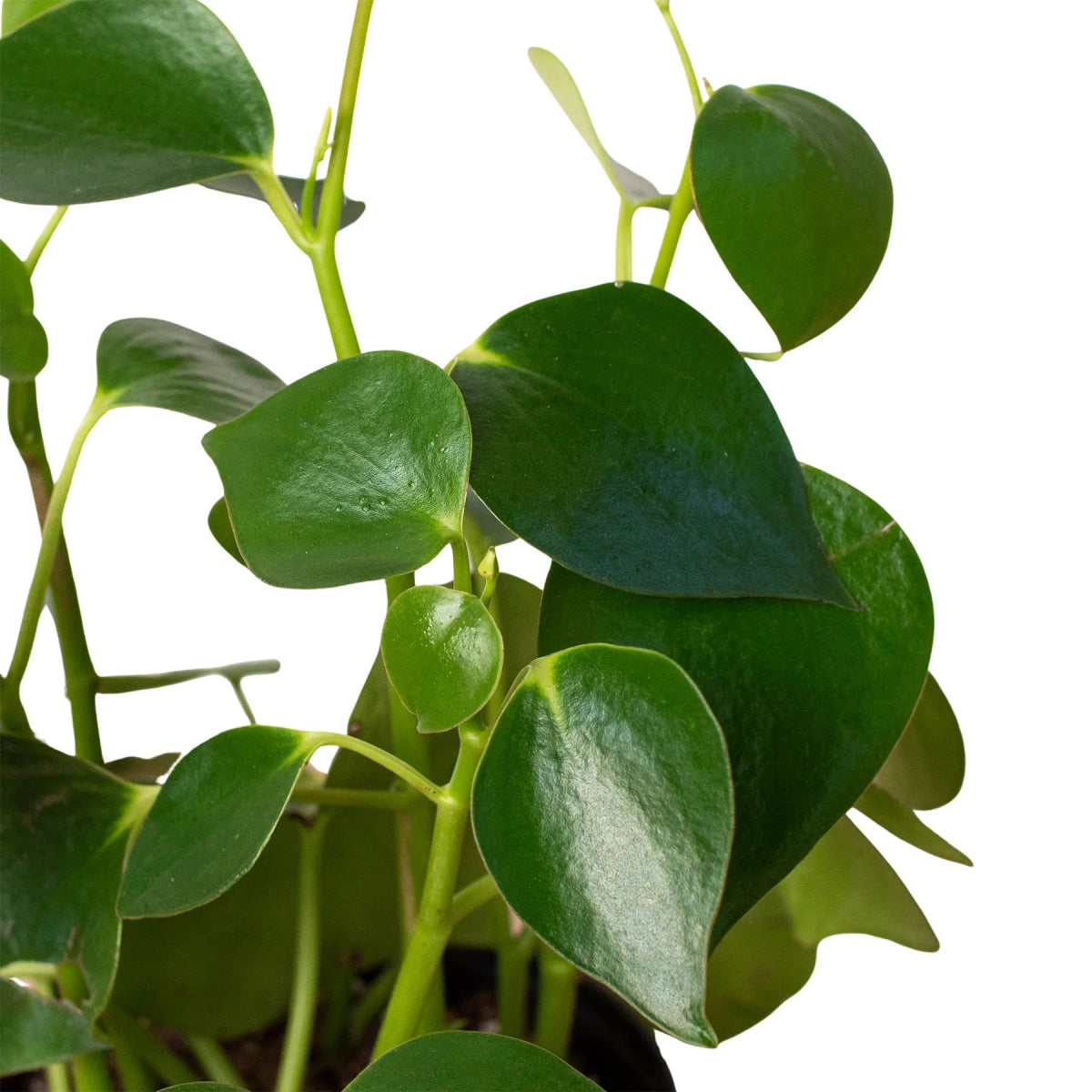 Peperomia 'Raindrop' Indoor Plant - Mental Houseplants™