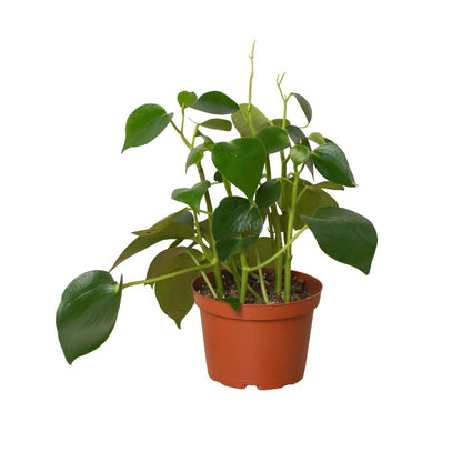 Peperomia 'Raindrop' Indoor Plant - Mental Houseplants™