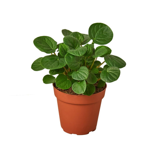 Peperomia 'Rana Verde' Indoor Plant - Mental Houseplants™