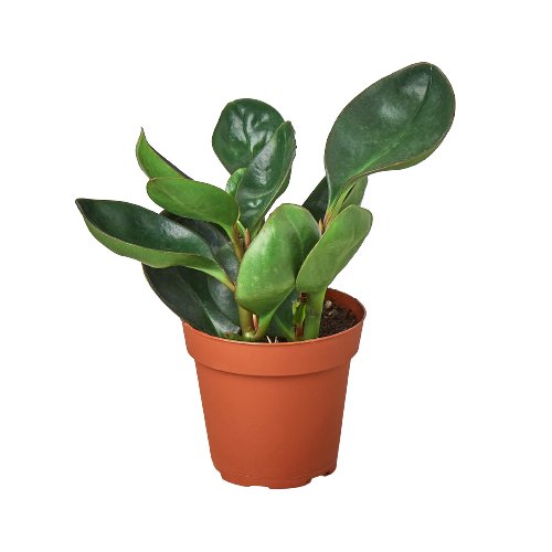 Peperomia 'Red Edge' Indoor Plant - Mental Houseplants™