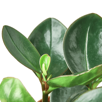 Peperomia 'Red Edge' Indoor Plant - Mental Houseplants™