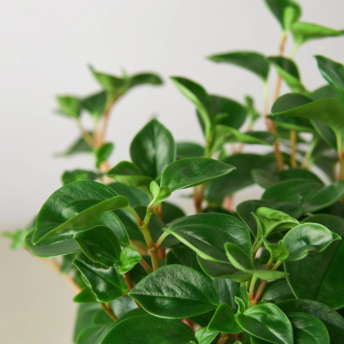 Peperomia 'Red Stemmed' Indoor Plant - Mental Houseplants™