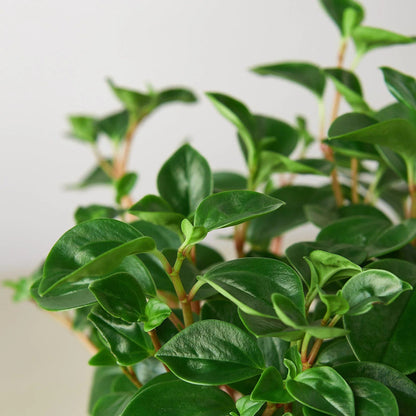 Peperomia 'Red Stemmed' Indoor Plant - Mental Houseplants™