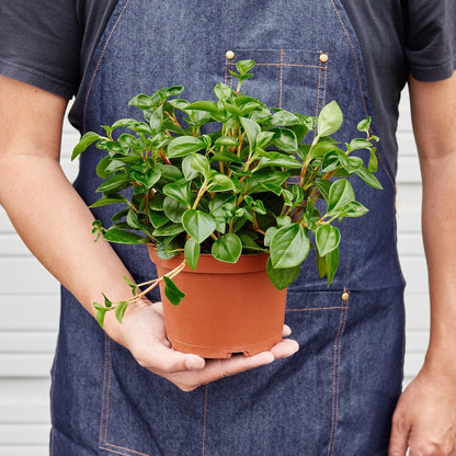 Peperomia 'Red Stemmed' Indoor Plant - Mental Houseplants™