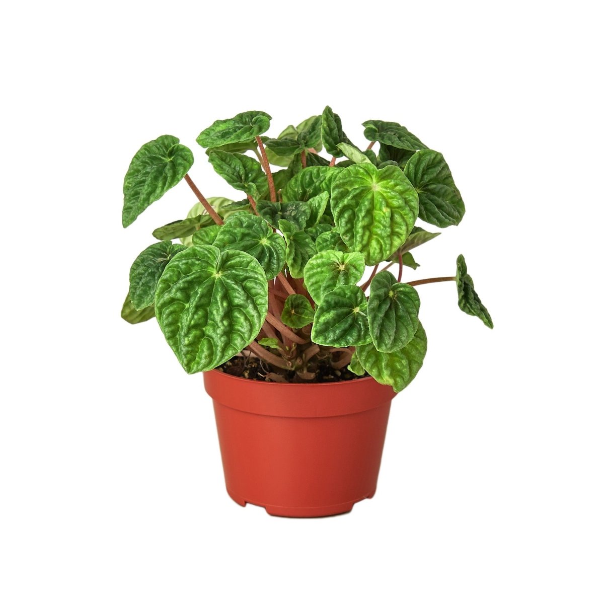 Peperomia 'Ripple' Indoor Plant - Mental Houseplants™