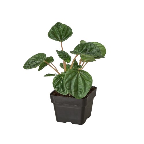 Peperomia 'Ripple' Indoor Plant - Mental Houseplants™