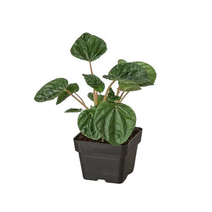 Peperomia 'Ripple' Indoor Plant - Mental Houseplants™