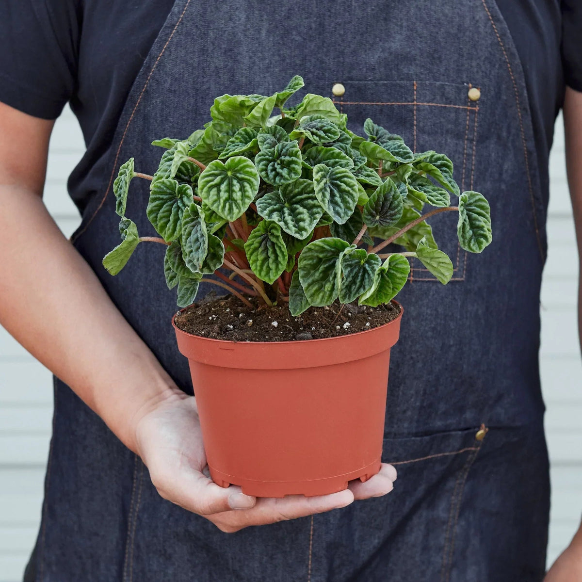 Peperomia 'Ripple' Indoor Plant - Mental Houseplants™