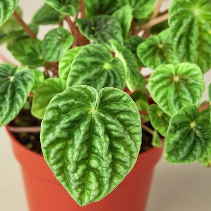 Peperomia 'Ripple' Indoor Plant - Mental Houseplants™