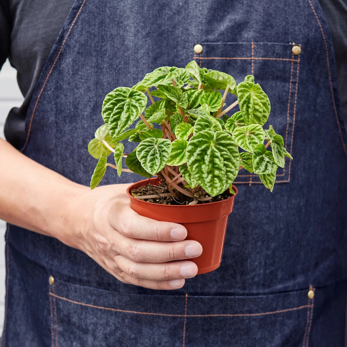 Peperomia 'Ripple' Indoor Plant - Mental Houseplants™