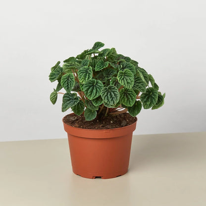 Peperomia 'Ripple' Indoor Plant - Mental Houseplants™