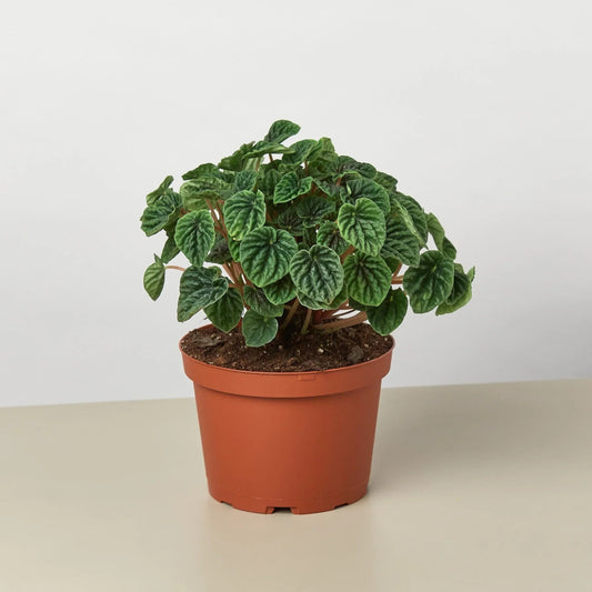 Peperomia 'Ripple' Indoor Plant - Mental Houseplants™