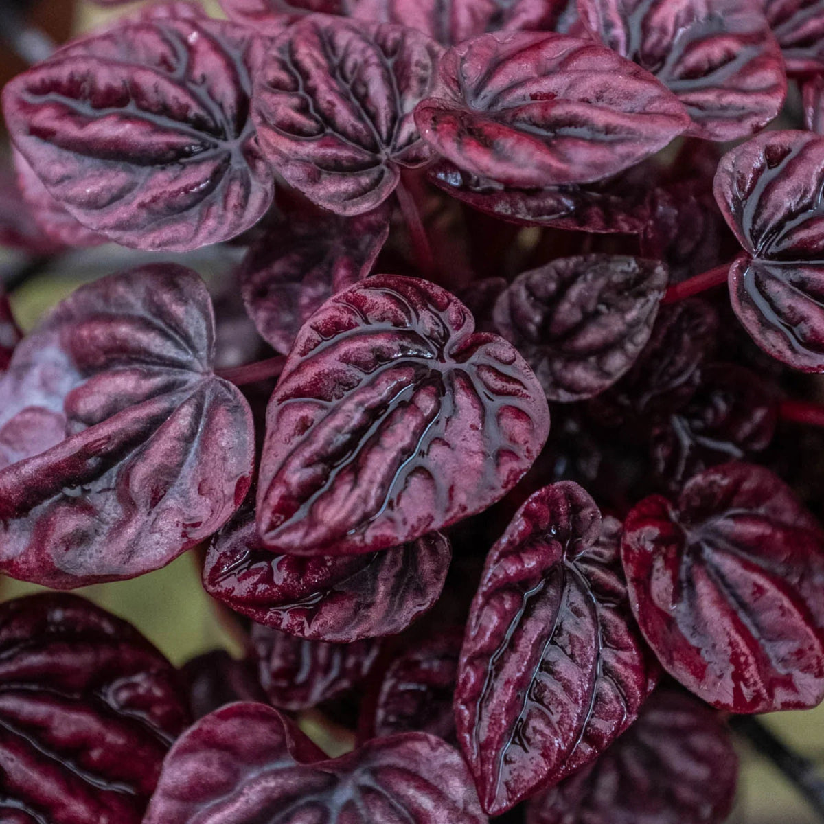 Peperomia 'Ripple Red' Indoor Plant - Mental Houseplants™