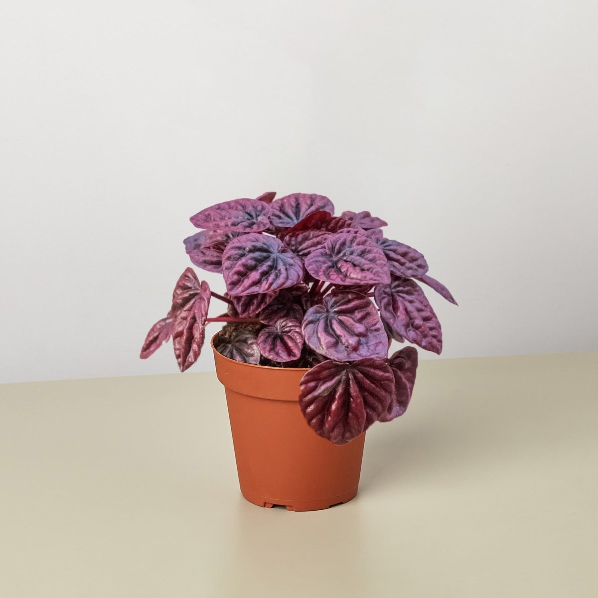 Peperomia 'Ripple Red' Indoor Plant - Mental Houseplants™