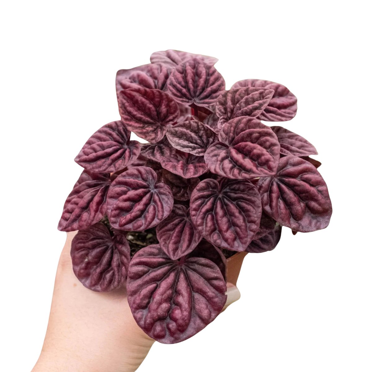 Peperomia 'Ripple Red' Indoor Plant - Mental Houseplants™