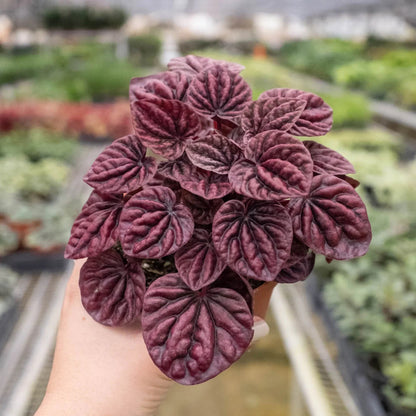 Peperomia 'Ripple Red' Indoor Plant - Mental Houseplants™