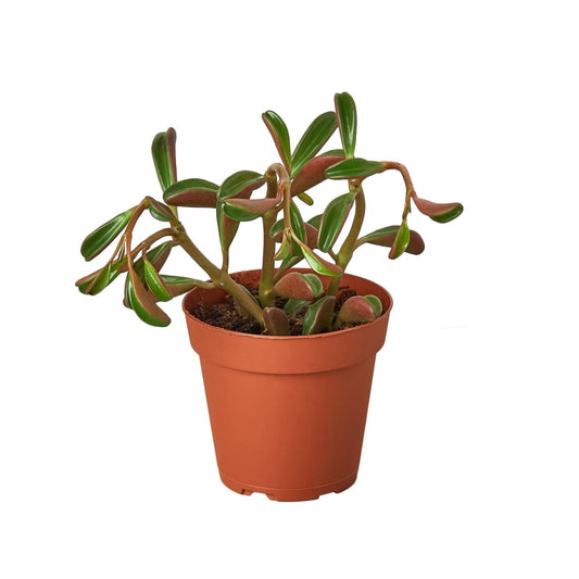 Peperomia 'Ruby Glow' Indoor Plant - Mental Houseplants™