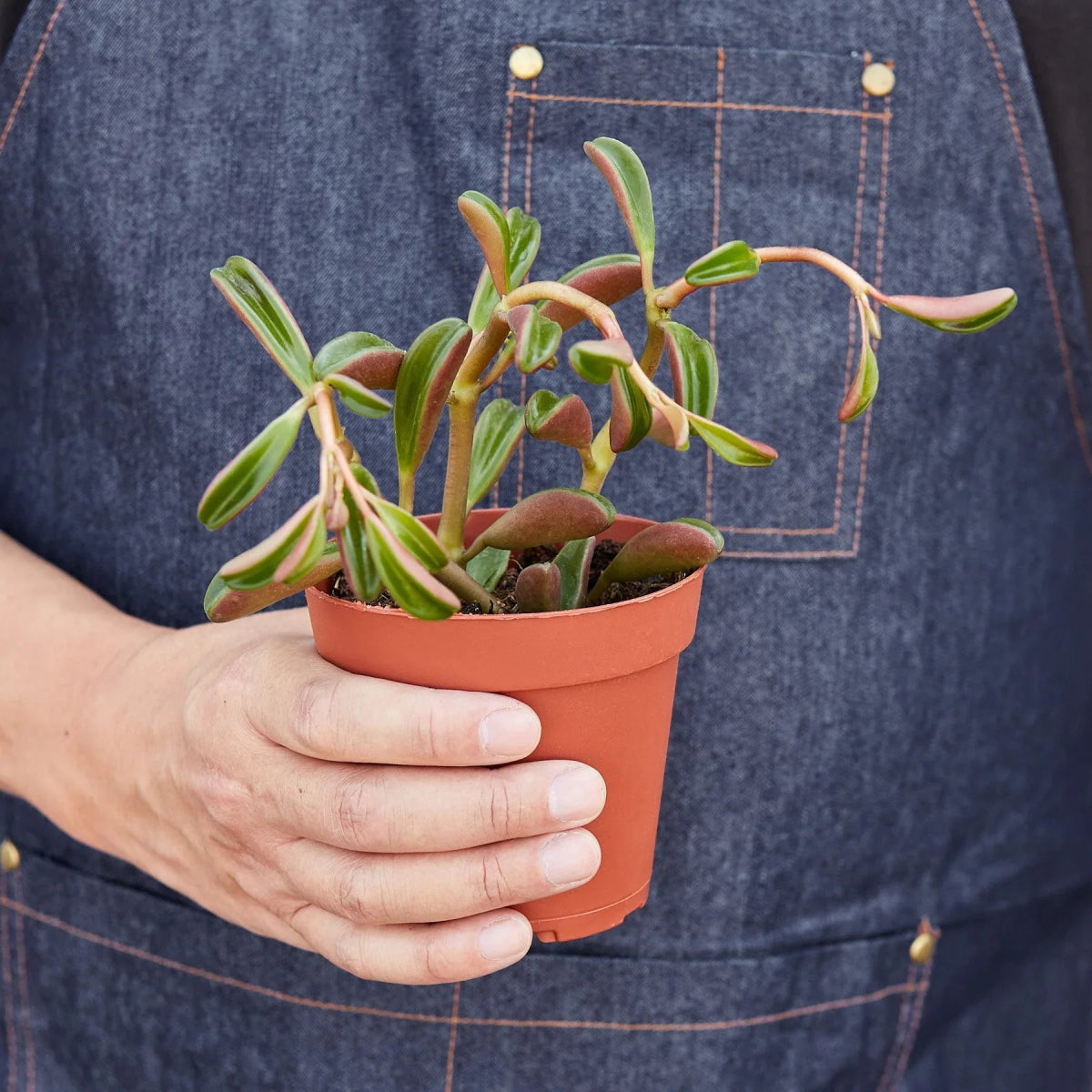 Peperomia 'Ruby Glow' Indoor Plant - Mental Houseplants™