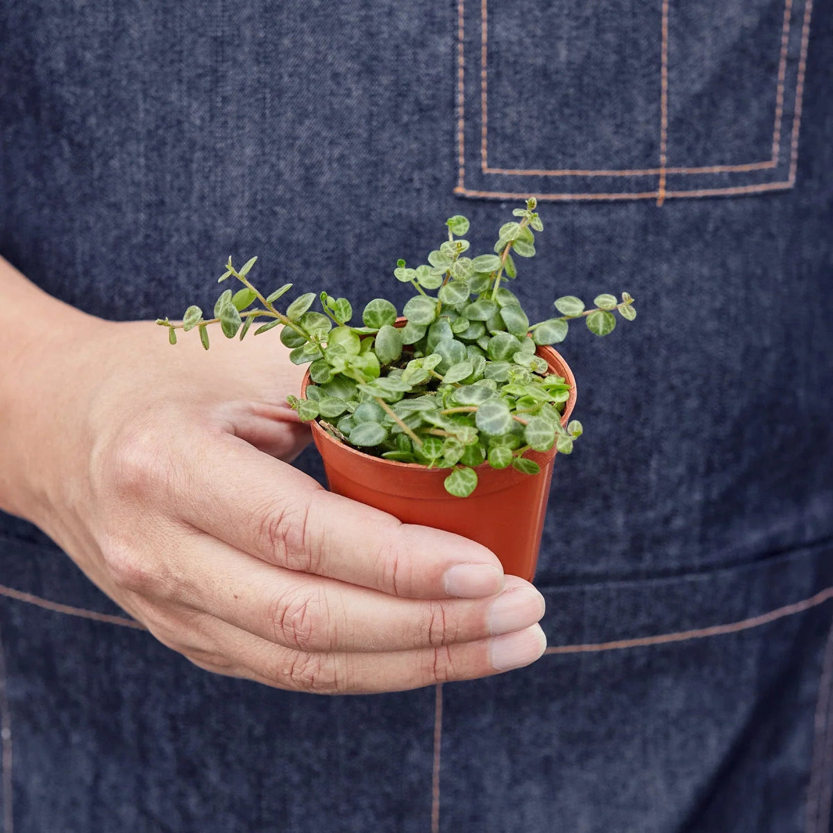 Peperomia 'String of Turtles' Indoor Plant - Mental Houseplants™