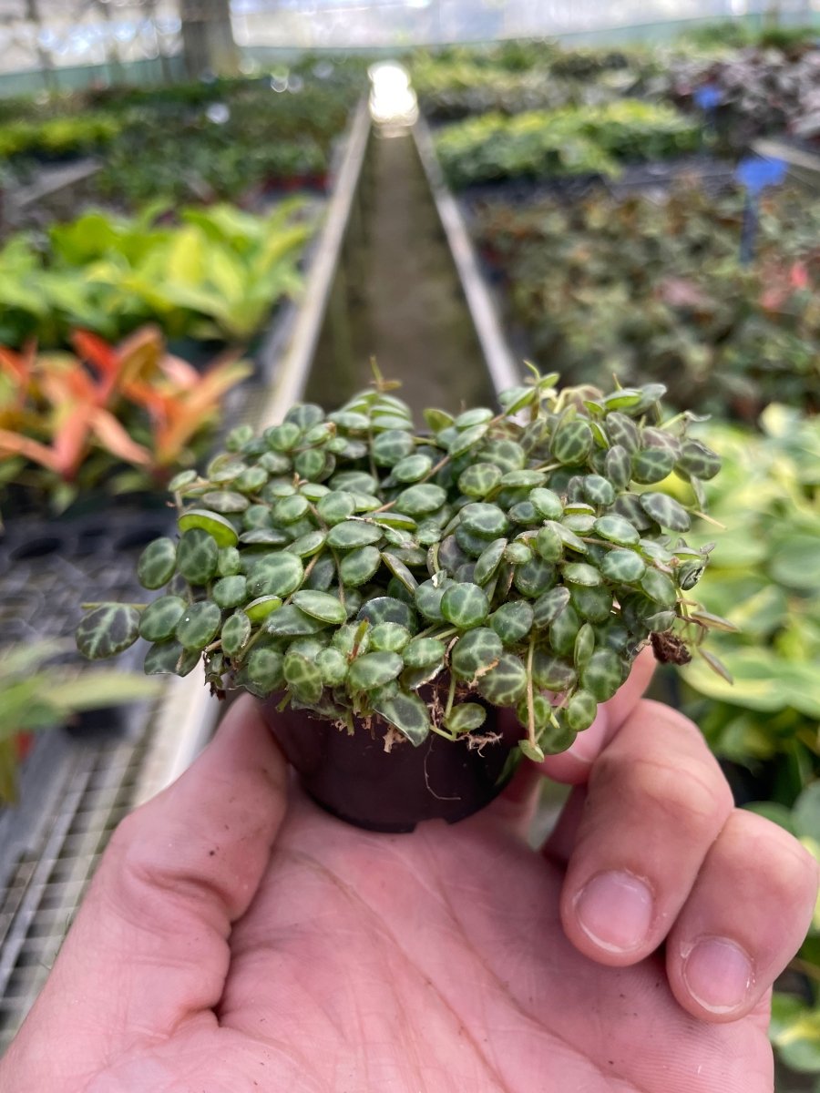 Peperomia 'String of Turtles' Indoor Plant - Mental Houseplants™