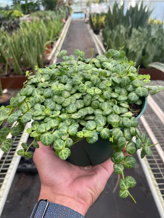 Peperomia 'String of Turtles' Indoor Plant - Mental Houseplants™