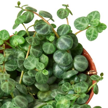 Peperomia 'String of Turtles' Indoor Plant - Mental Houseplants™