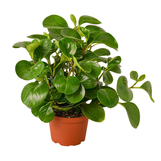 Peperomia 'Thailand' Indoor Plant - Mental Houseplants™