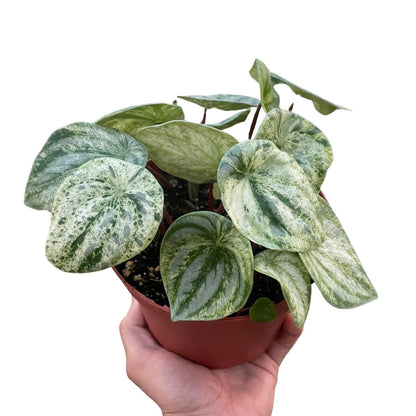 Peperomia 'Variegated Watermelon' Indoor Plant - Mental Houseplants™