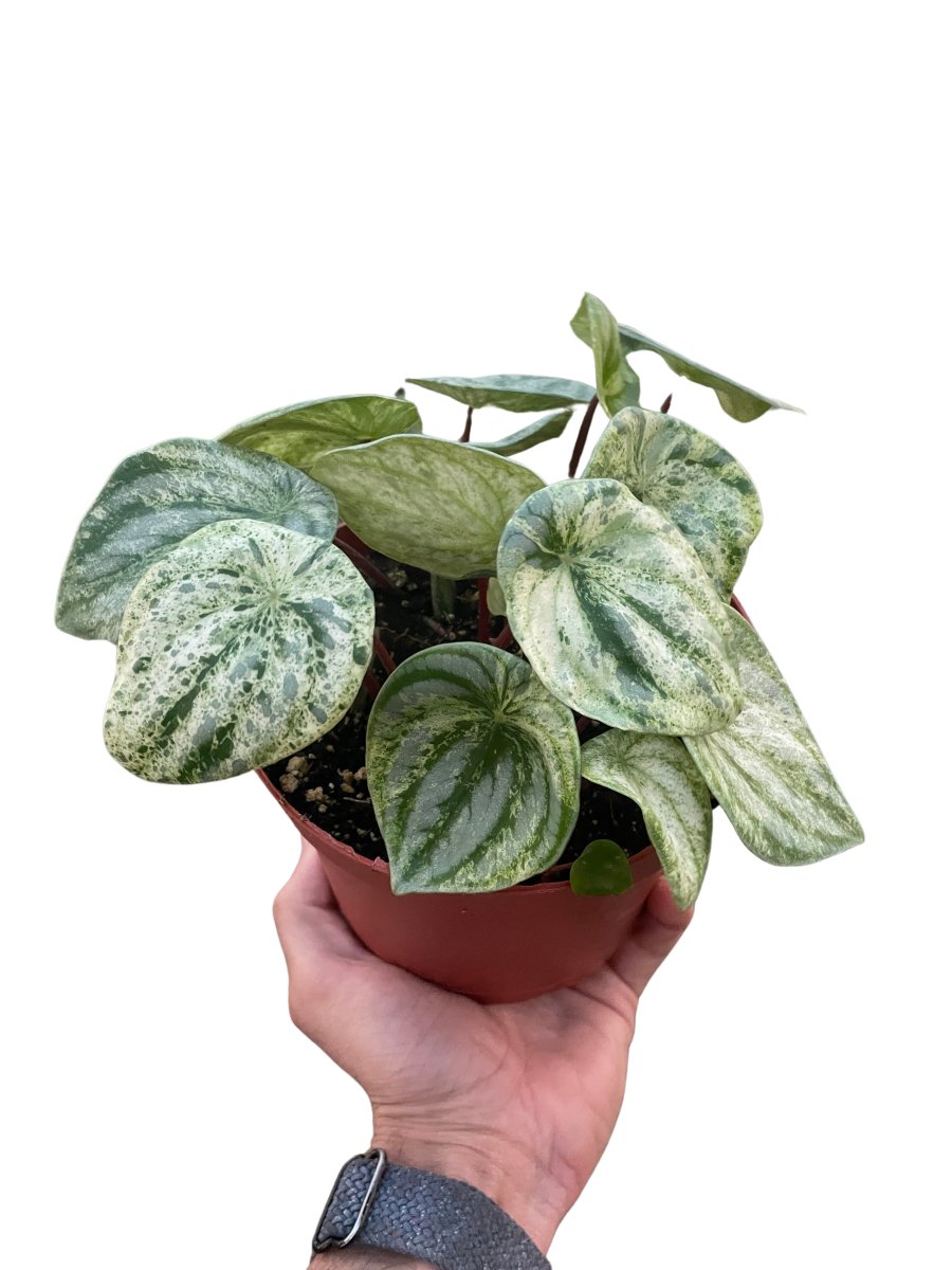 Peperomia 'Variegated Watermelon' Indoor Plant - Mental Houseplants™