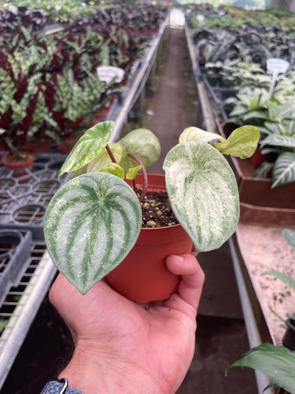 Peperomia 'Variegated Watermelon' Indoor Plant - Mental Houseplants™