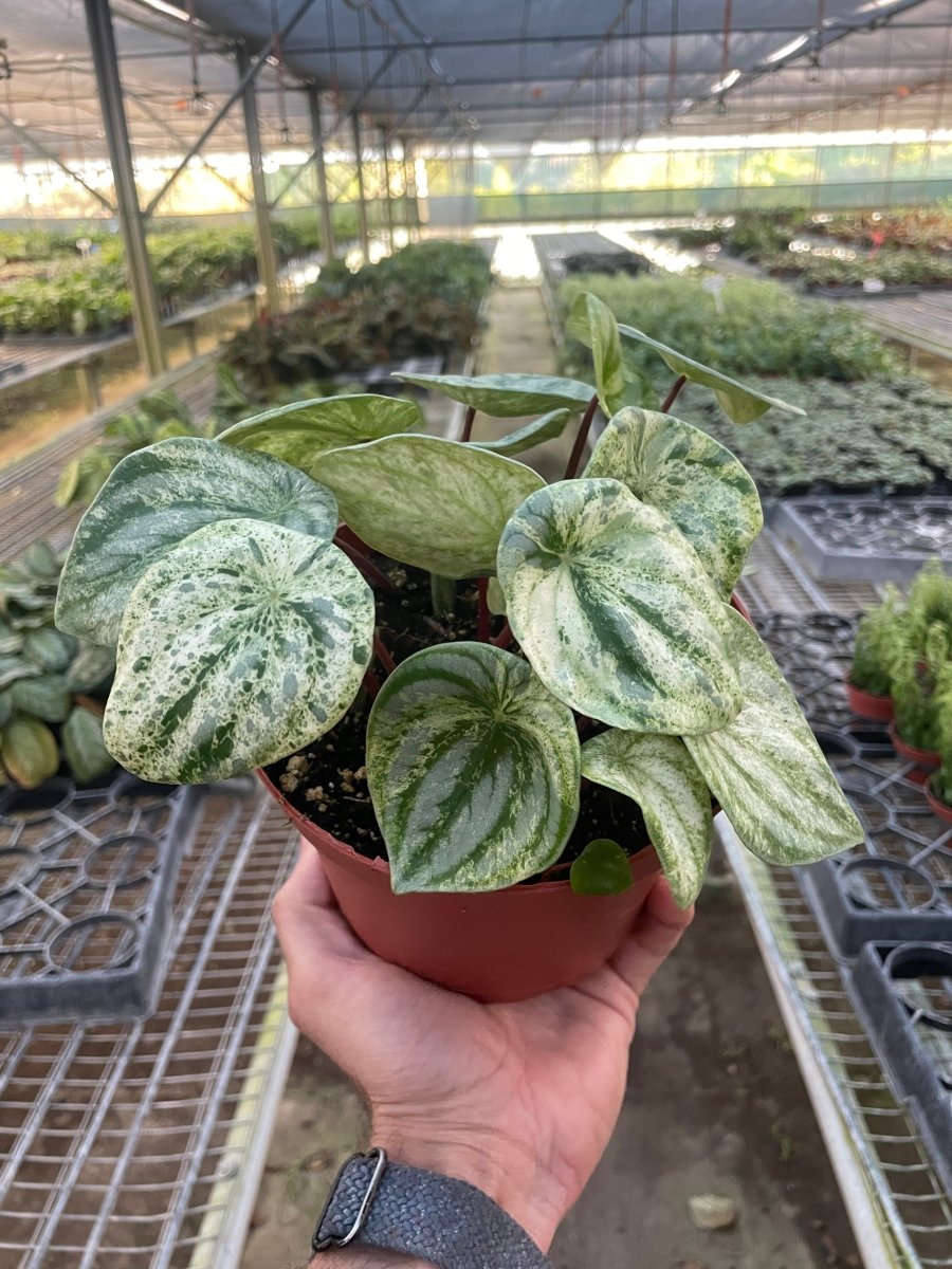 Peperomia 'Variegated Watermelon' Indoor Plant - Mental Houseplants™