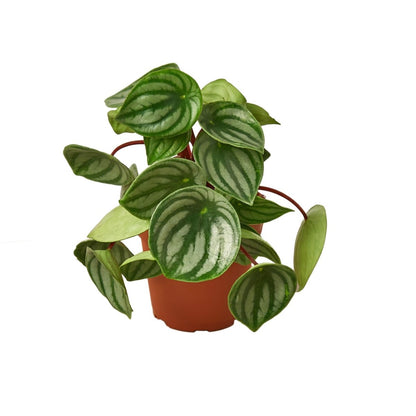 Peperomia 'Watermelon' Indoor Plant - Mental Houseplants™