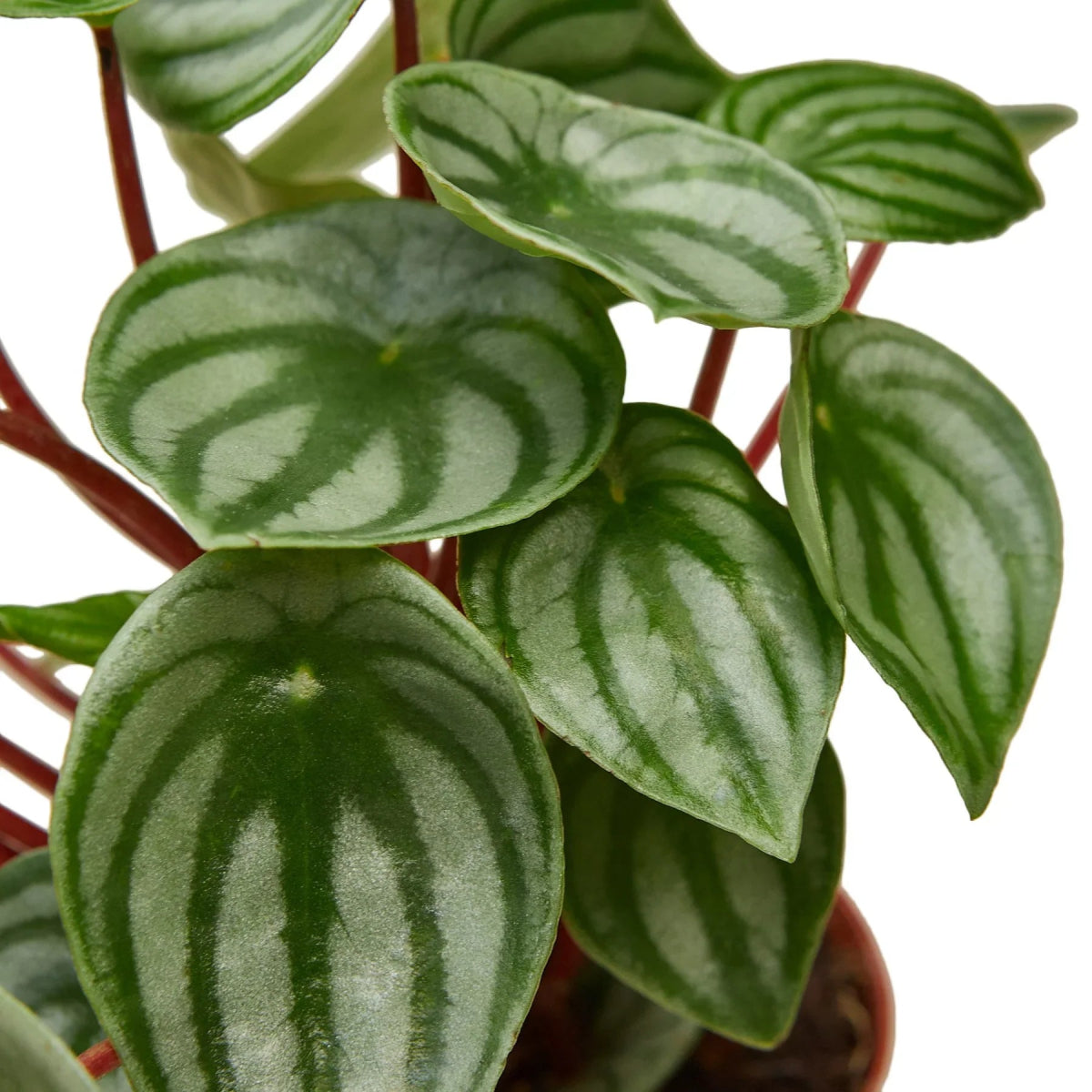 Peperomia 'Watermelon' Indoor Plant - Mental Houseplants™