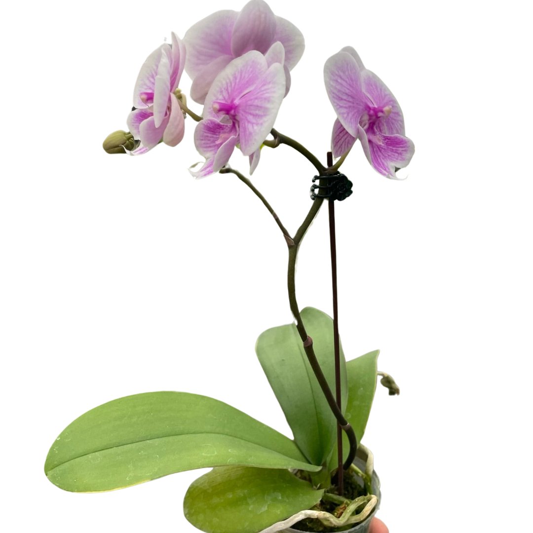 Orchid 'Light Pink Phalaenopsis' - Mental Houseplants™